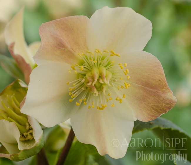 Helleborus Niger Christmas Carol